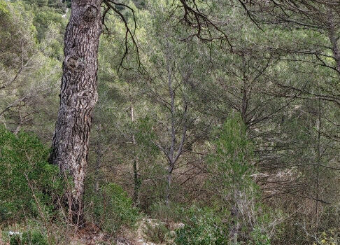 Domaine forestier Auriol 14 000m²