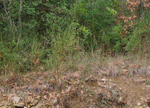 Domaine forestier Auriol 14 000m²